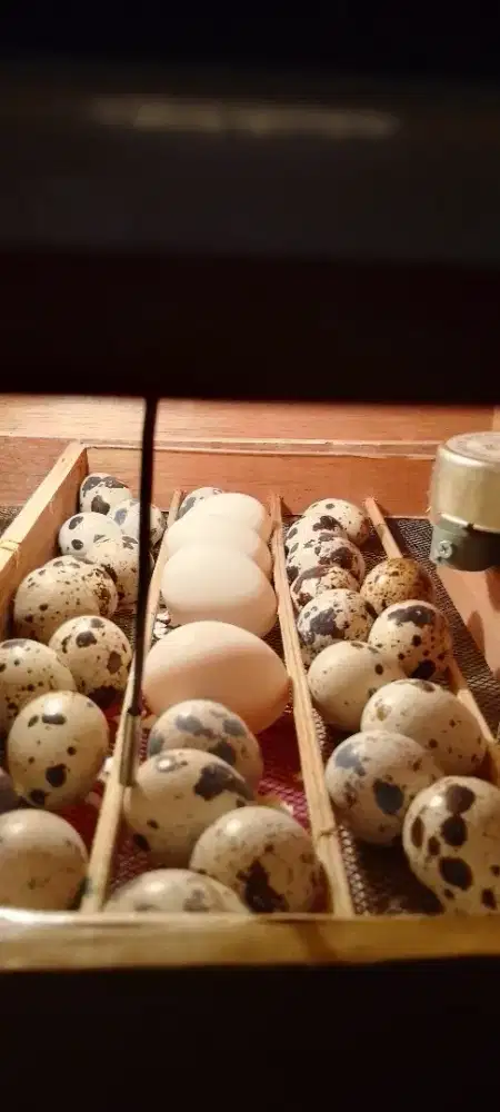 Telor ayam batik fertil