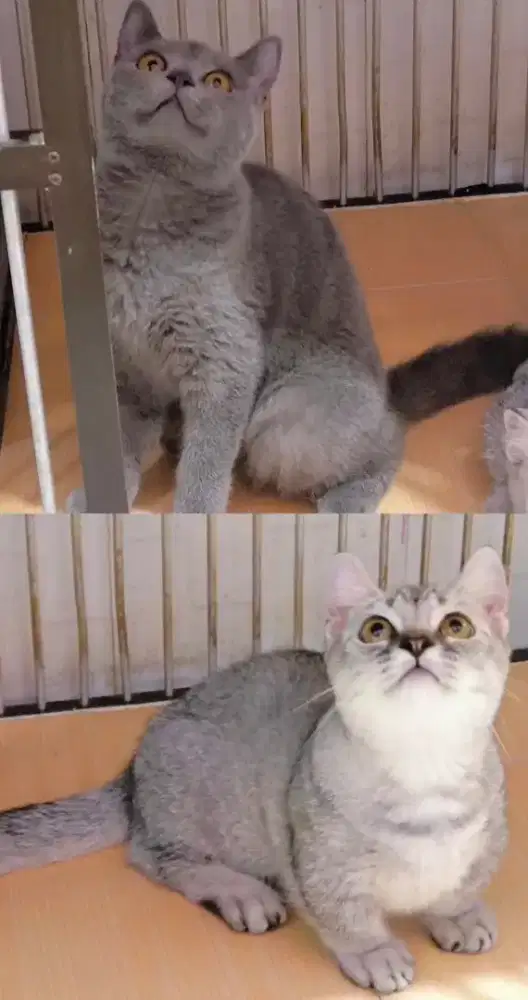 Kucing paket siap breed (bsh dan munchkin bsh)