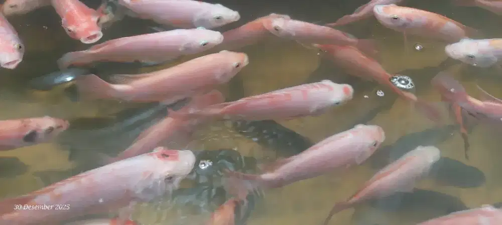 BORONGAN KOLAM IKAN NILA MERAH BAWAL KOI