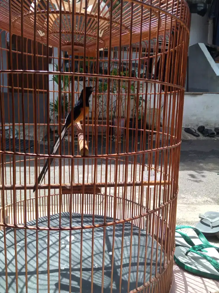 jual murai Medan gacor ekor panjang