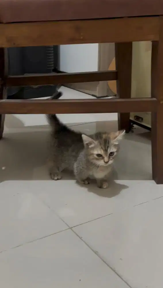 BSH MUNCHKIN MIX PERSIA