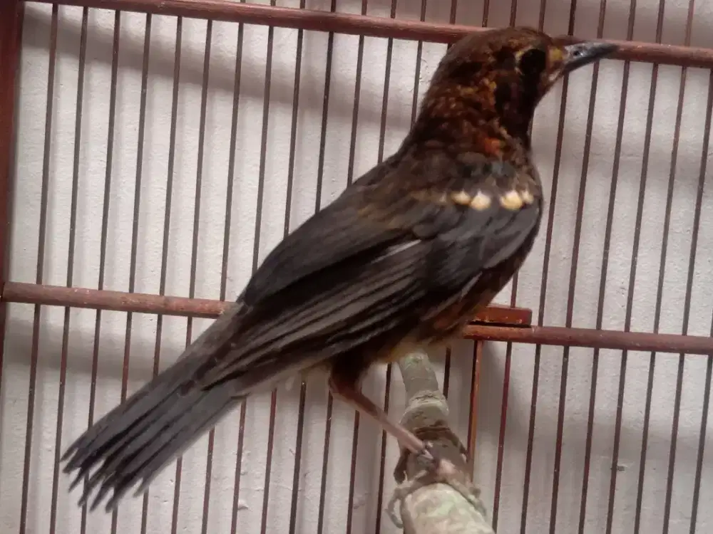 Anis merah ring jamin jantan