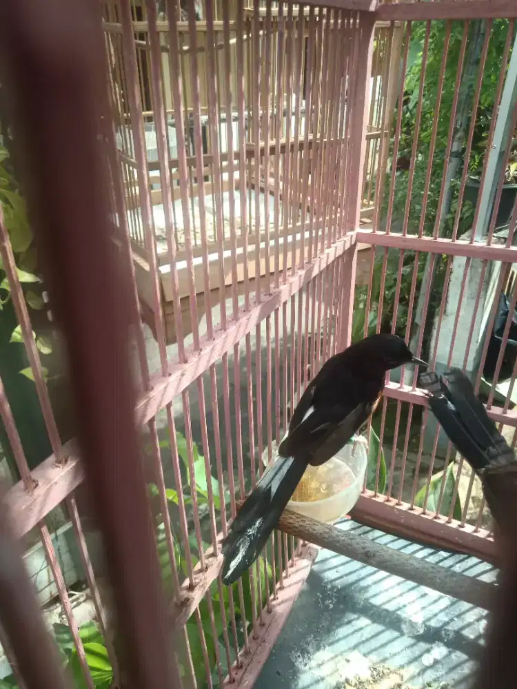 Pasangan produksi betina blorok