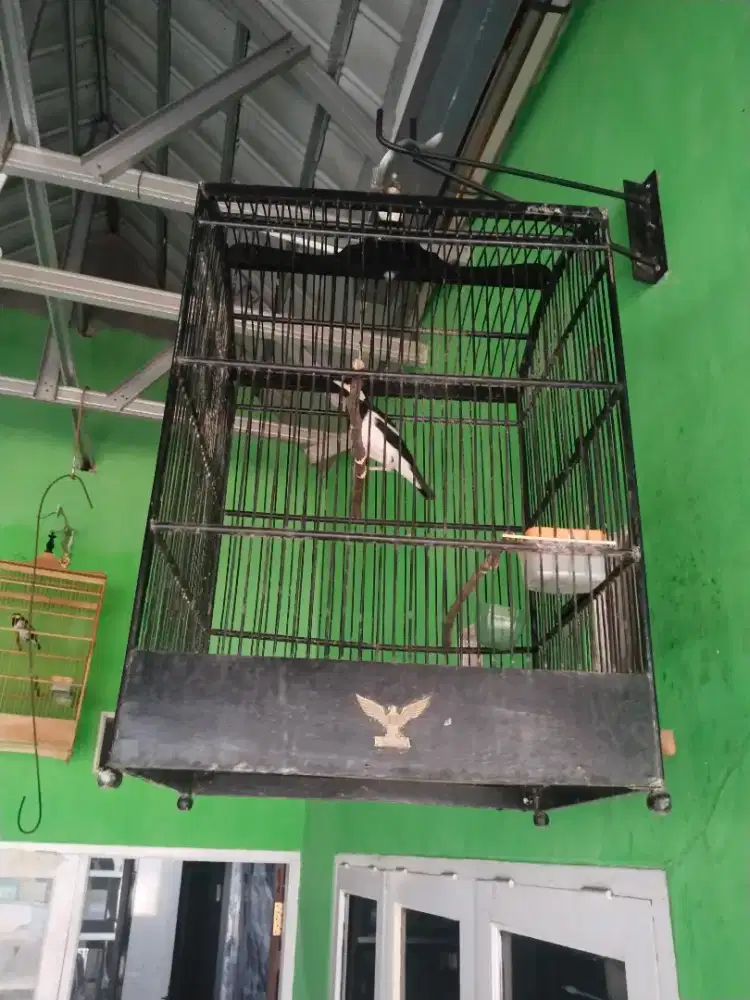 Burung jalak suren deker+ kandang