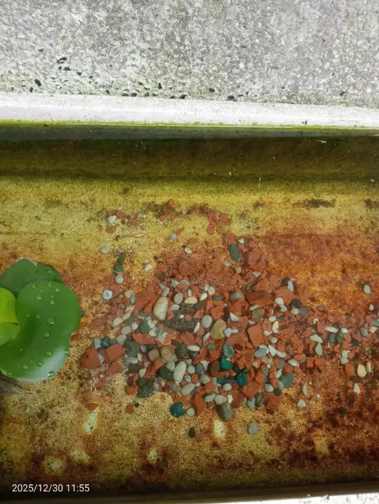 DI CARI KHUSUS PEREMPUAN