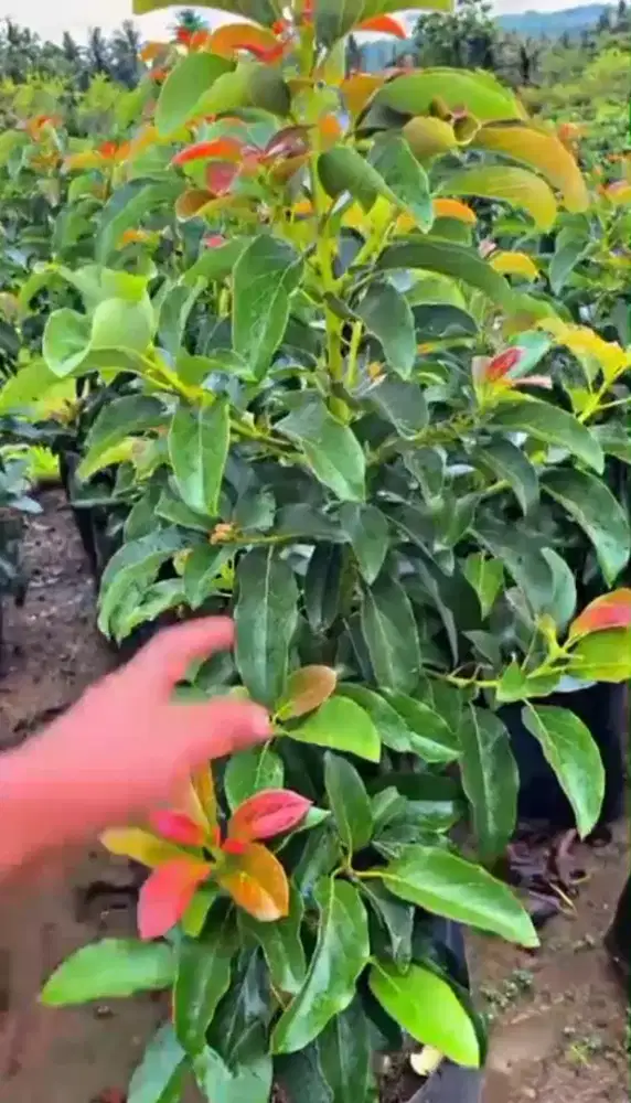 Bibit Alpukat kendil,Aligator,Miky dll...