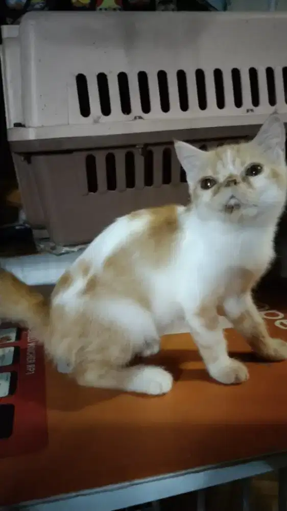 Kucing Persia Pesek Jantan
