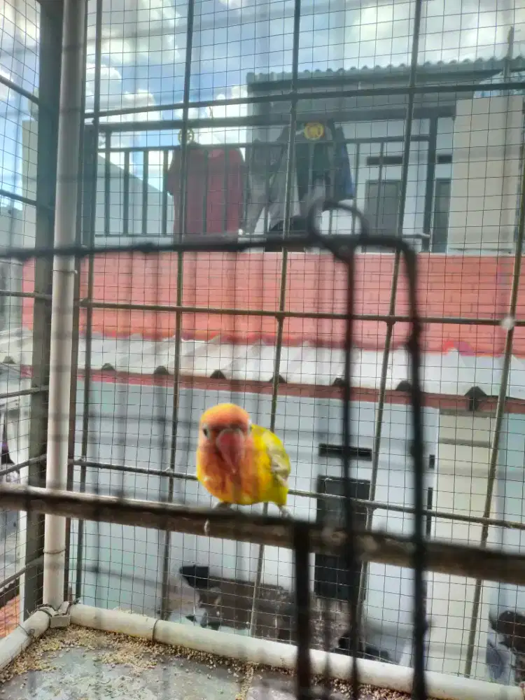 Burung lovebird