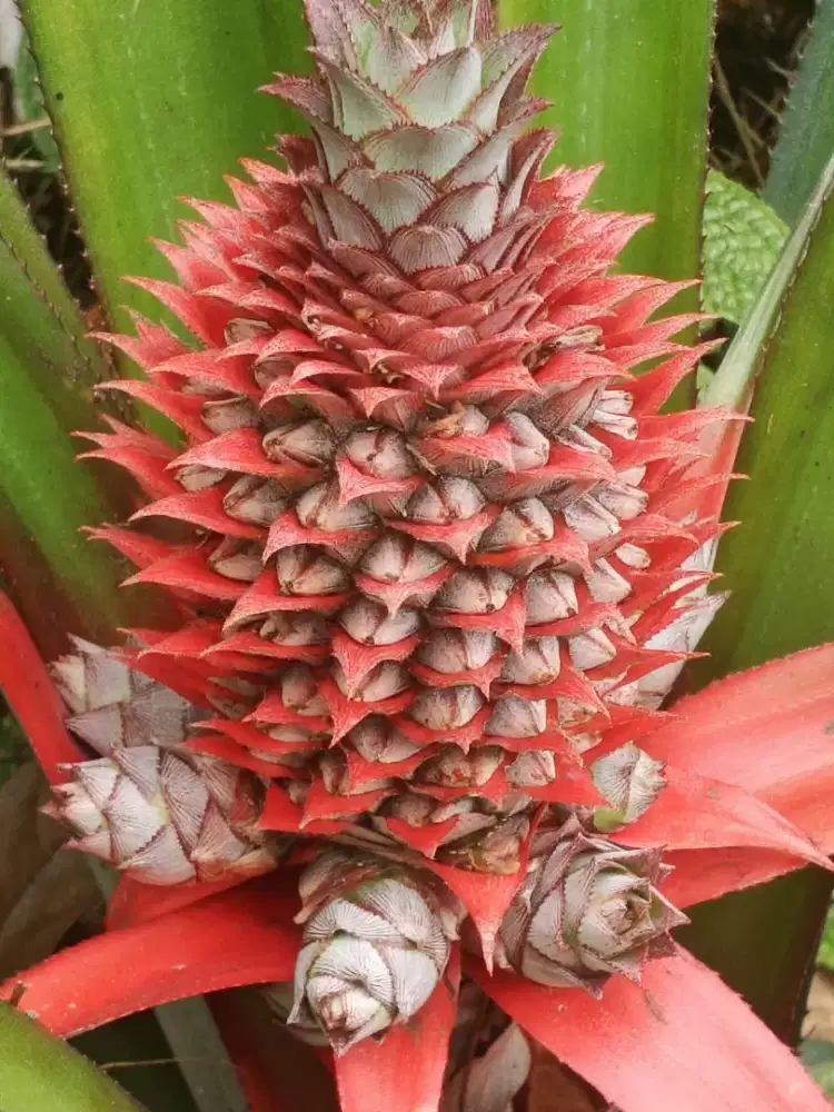 Nanas muda merah segar