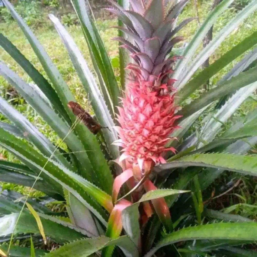 Jual nanas muda / nanas merah segar