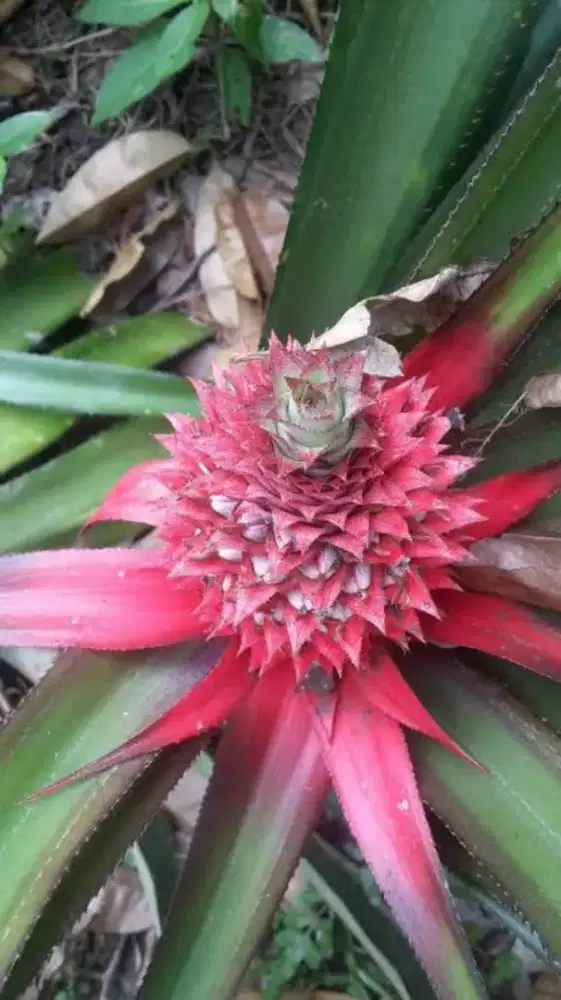 Buah nanas muda / nanas merah segar