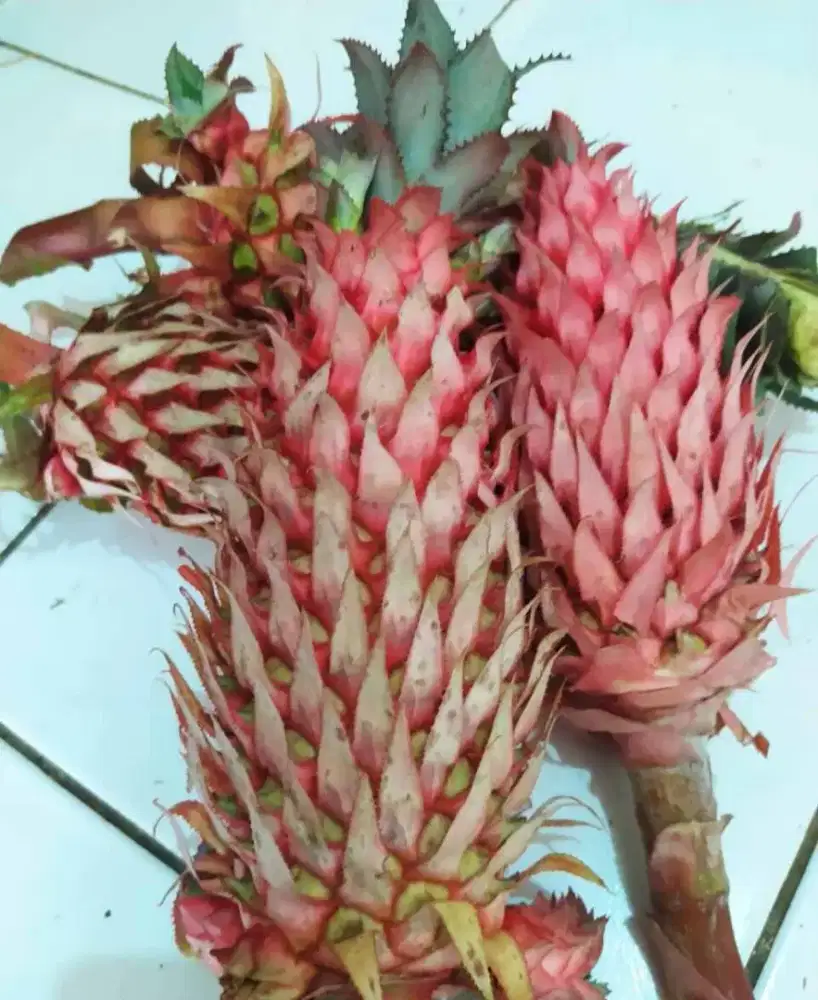 Jual buah nanas muda / nanas merah segar