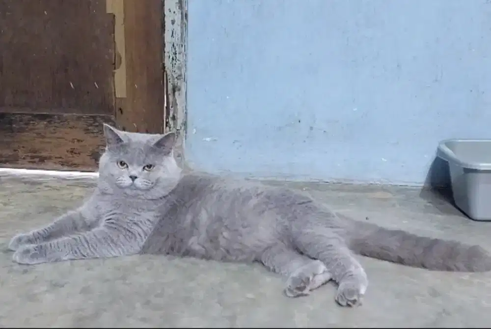 BSH British short hair jantan 1 thn