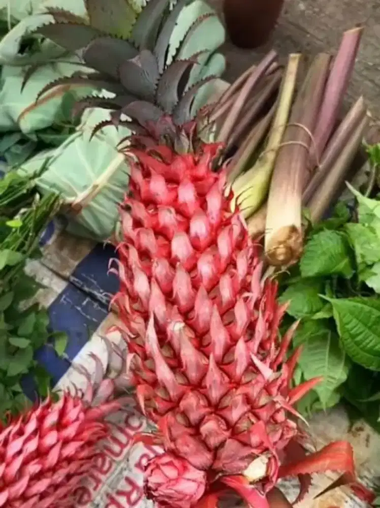 Jual nanas merah / nanas muda