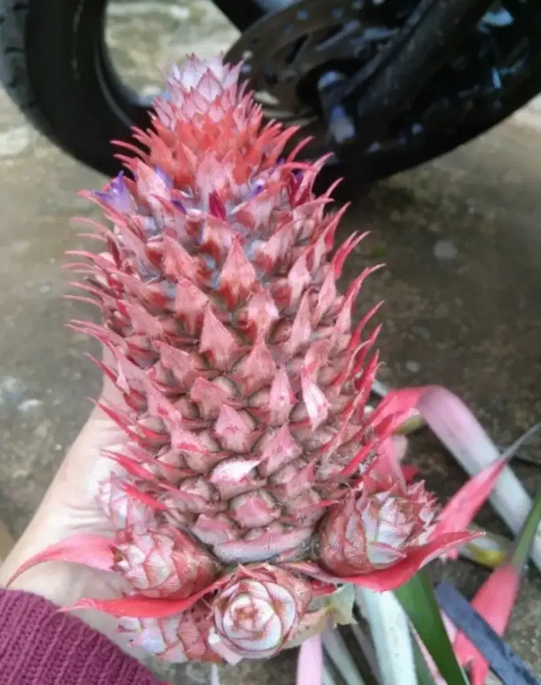 Menjual nanas muda merah segar