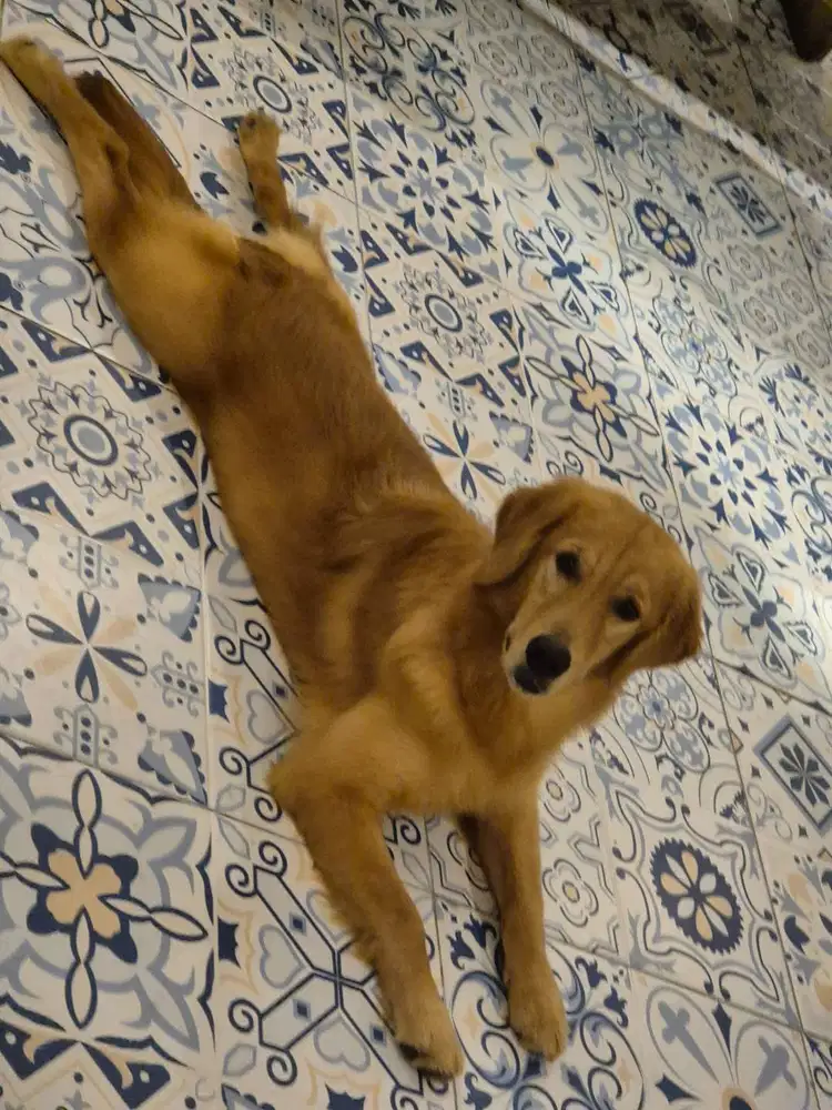 GOLDEN RETRIVER BETINA