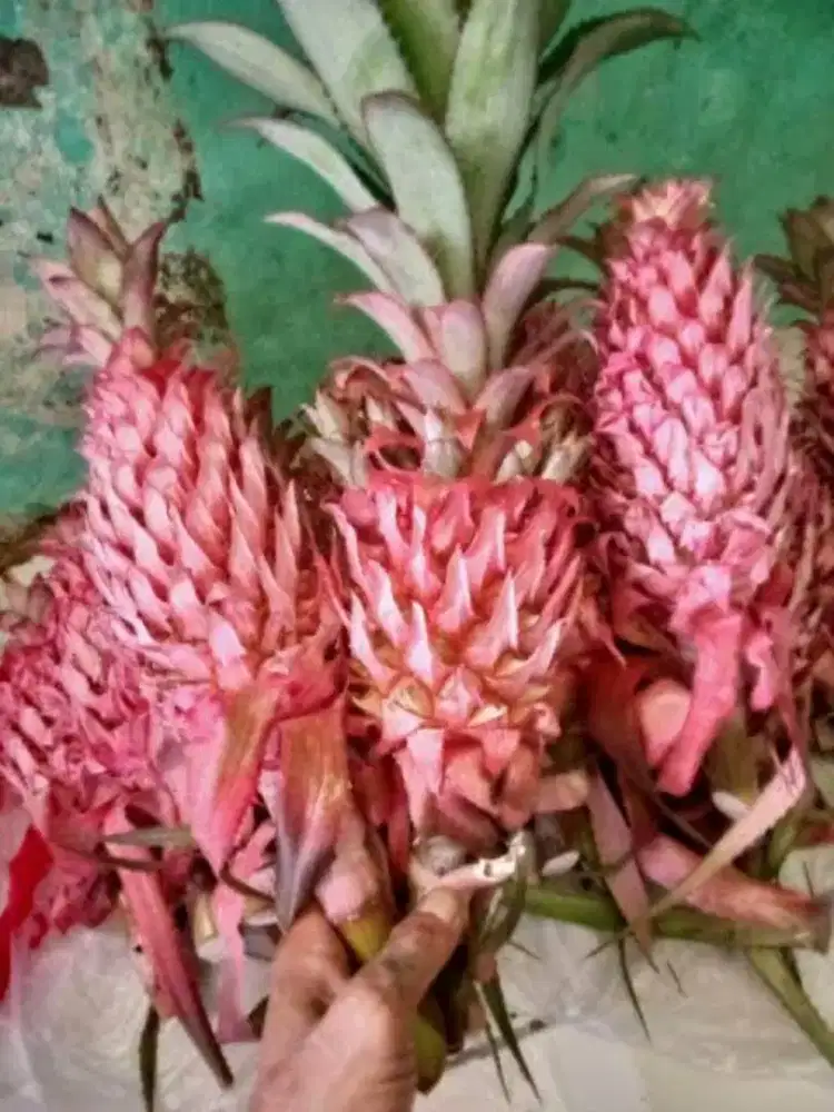 Jual nanas muda / nanas merah