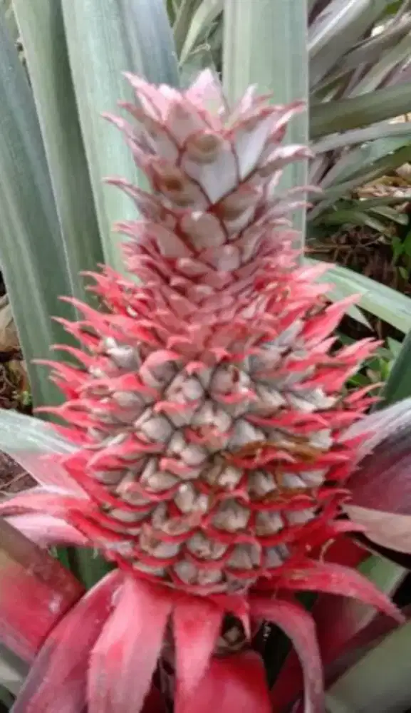 Ready buah nanas muda / nanas merah segar