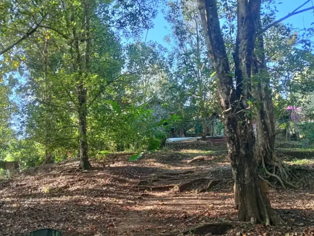 DIJUAL 1 BIDANG TANAH DENGAN TOTAL LUAS 4250 M2 - BULELENG