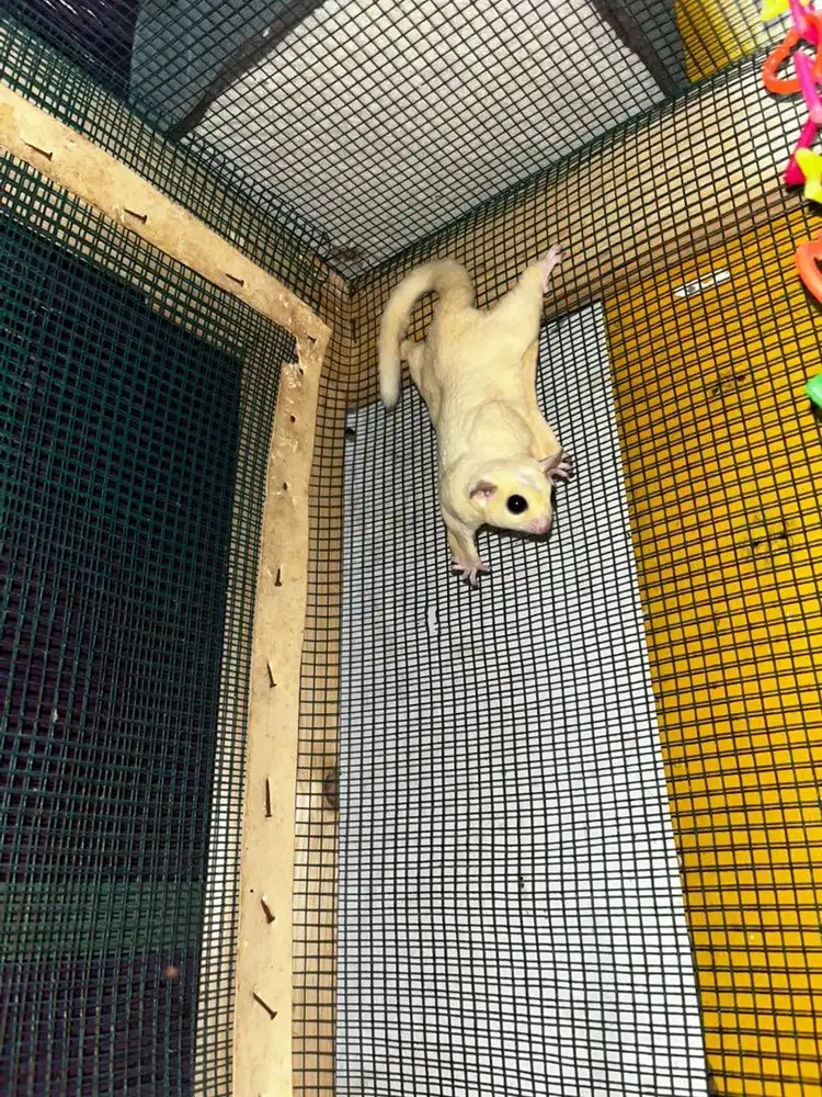 Sugar glider LEU jantan usia 1.5