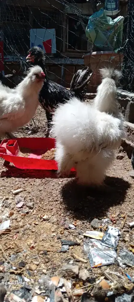 Ayam silki dan polandia