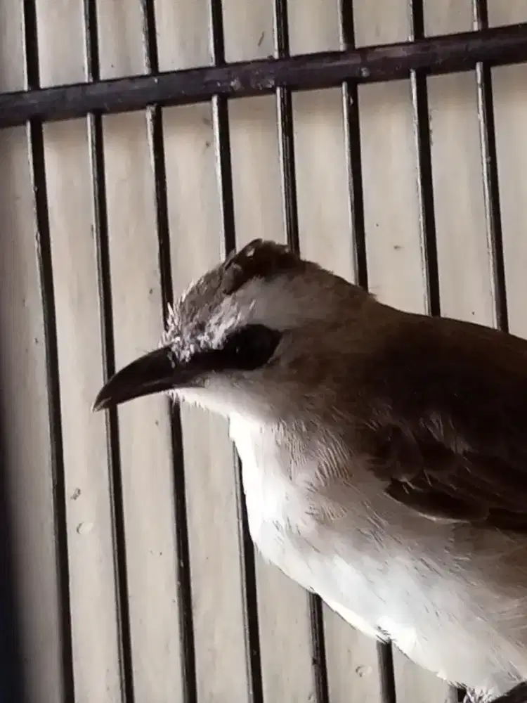 jual sepasang trotokan jinak