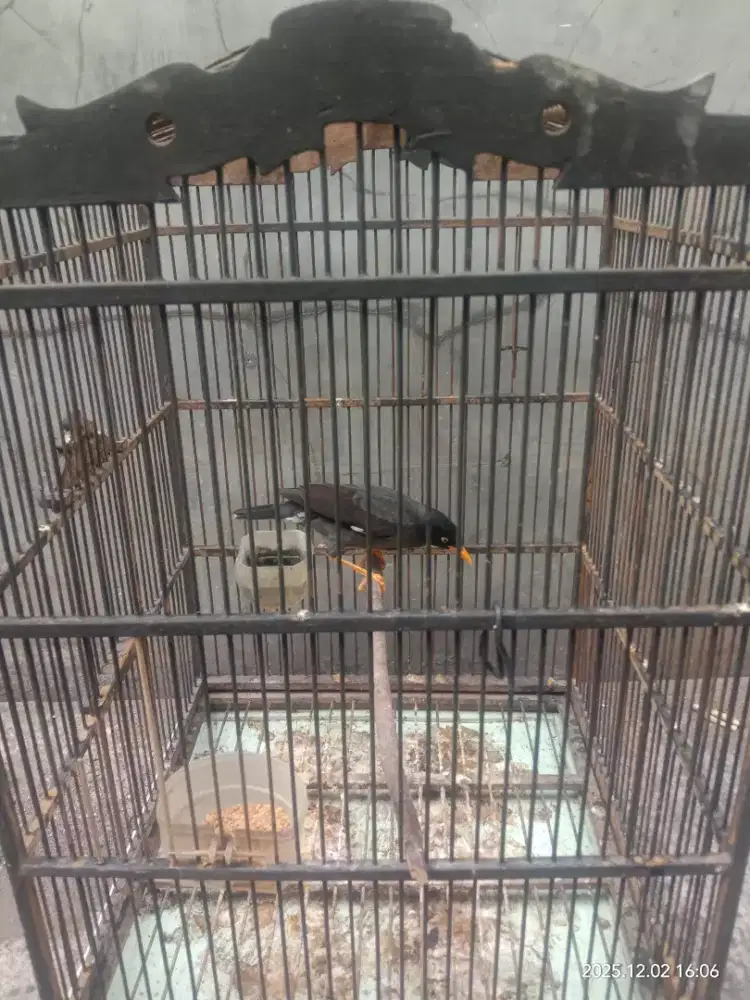 Jalak Kebo Harian Bunyi