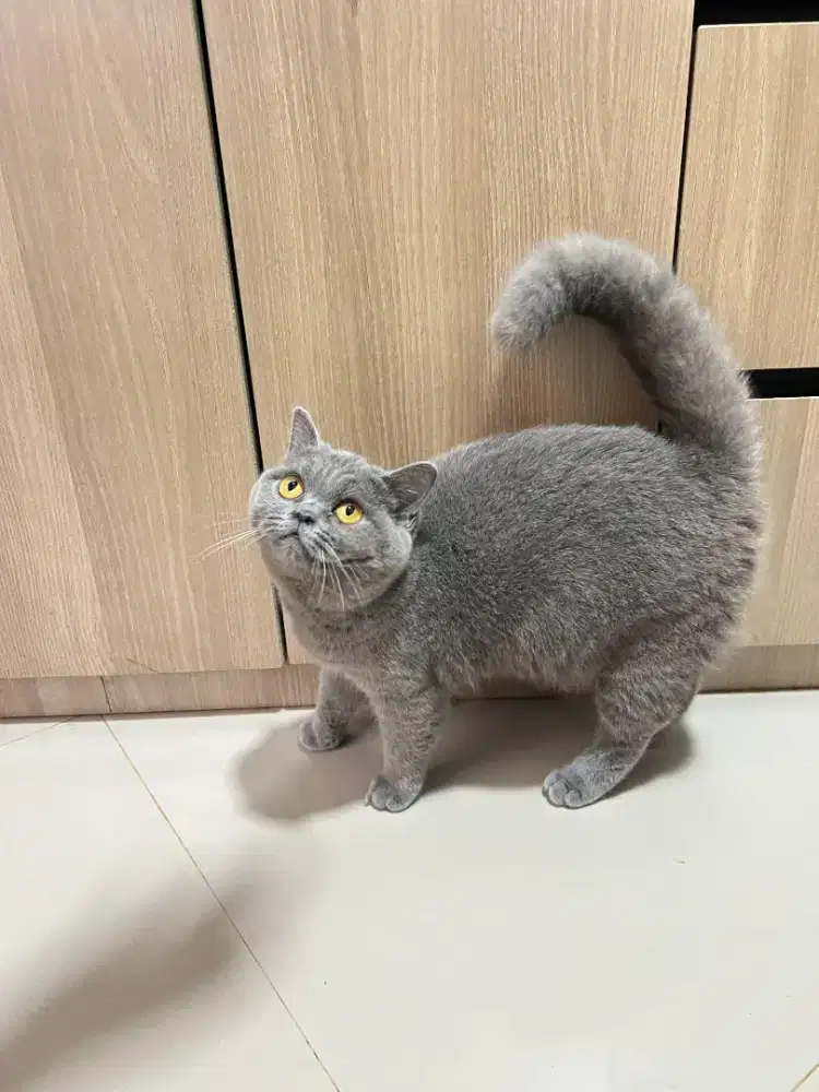 Kucing BSH manja lucu gemes