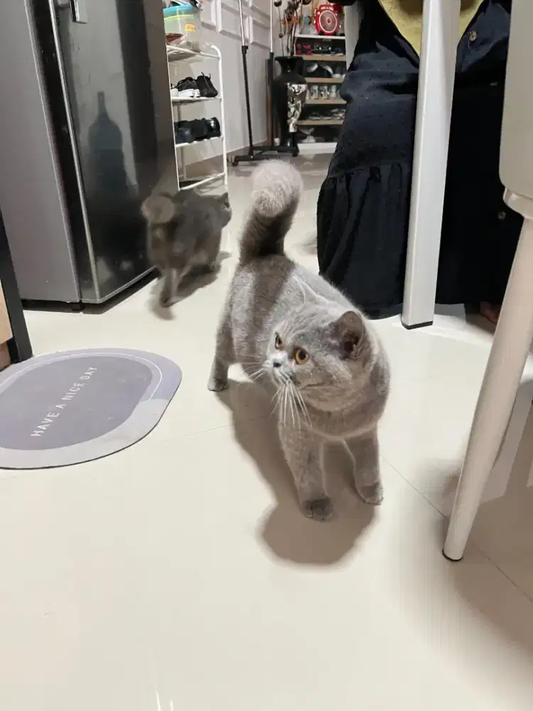 Kucing BSH manja lucu gemes