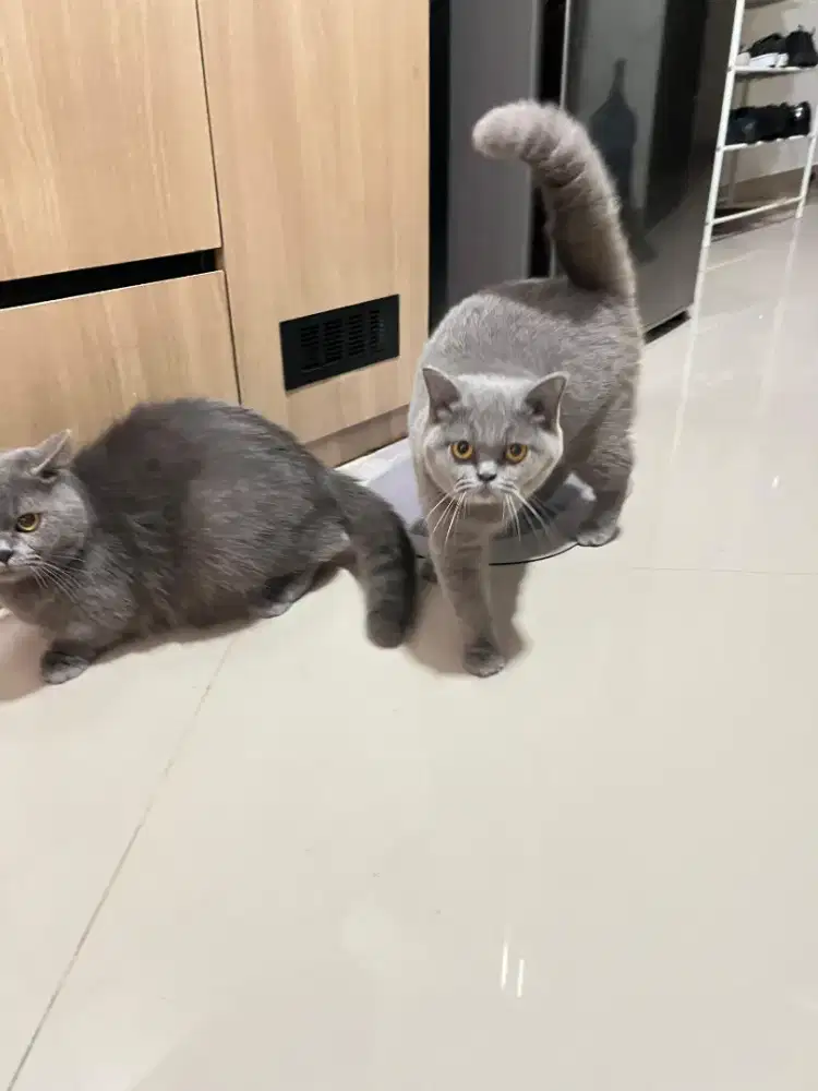 Kucing BSH manja lucu gemes