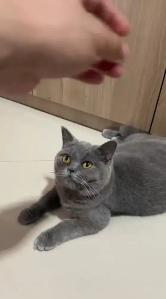 Kucing BSH   British Short Hair manja lucu gemes