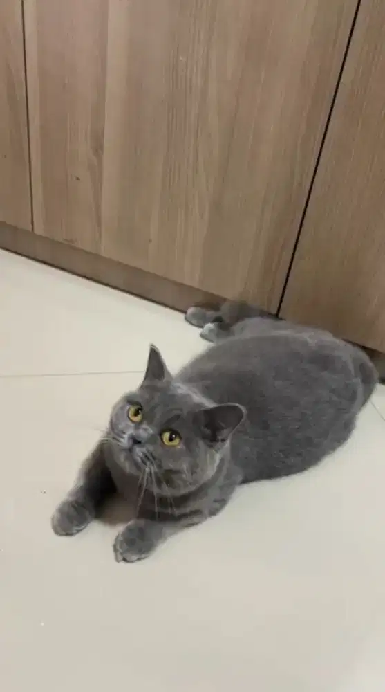 Kucing BSH   British Short Hair manja lucu gemes