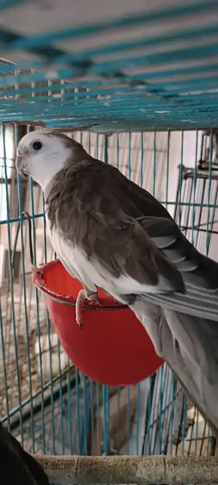 Falk jantan mahir bersiul