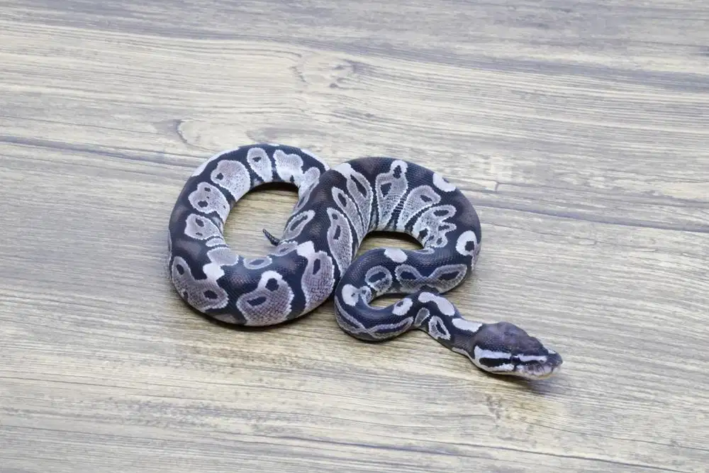 Ballpython Axanthic VPI 66% Het Pied