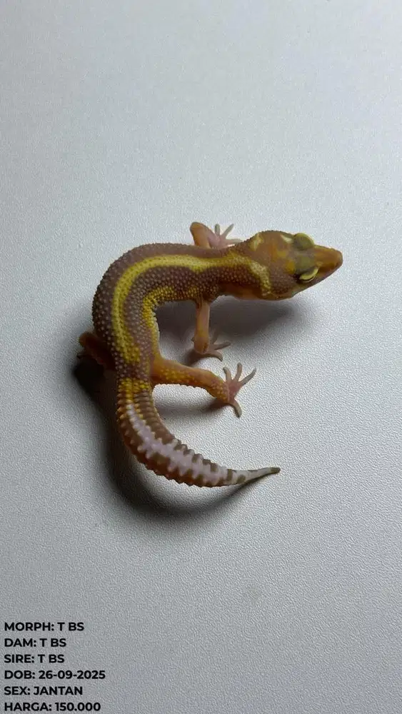 Gecko TREMPER BOLD STRIPE JANTAN