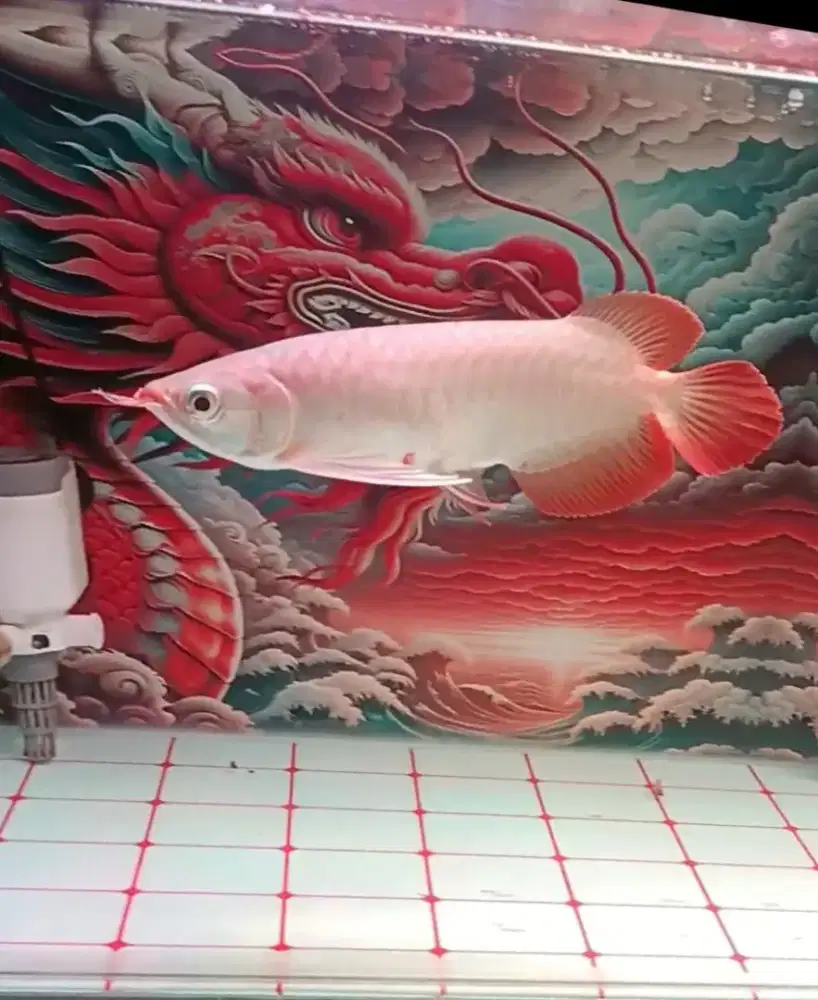 Ikan arwana super red