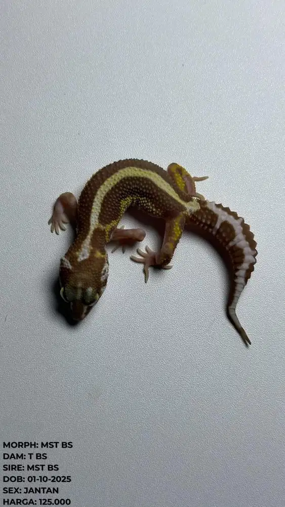 GECKO TREMPER BOLD STRIPE JANTAN