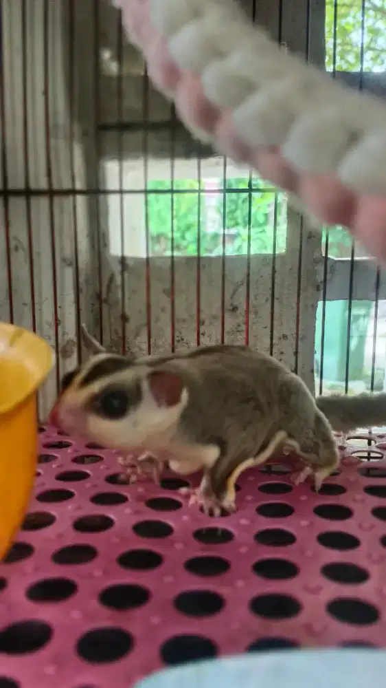 Jual sugar glider