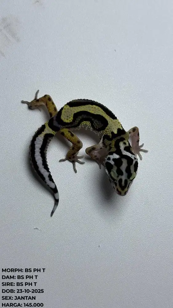 GECKO BOLD STRIPE PH TREMPER JANTAN