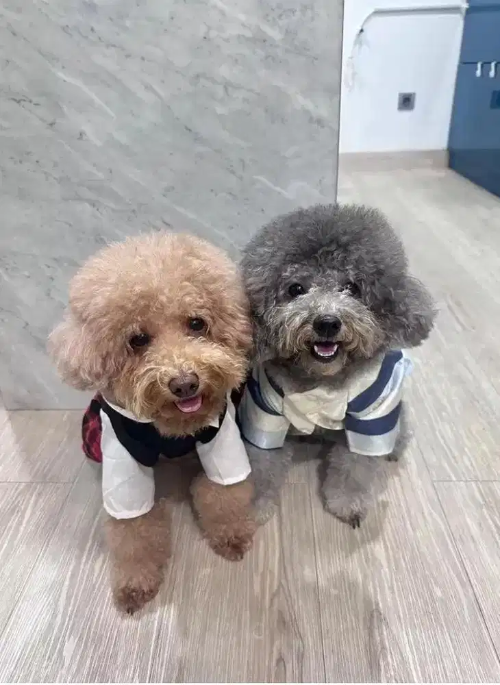 Dibutuhkan ART PRT PULANG PERGI WAJIB PENYAYANG ANJING