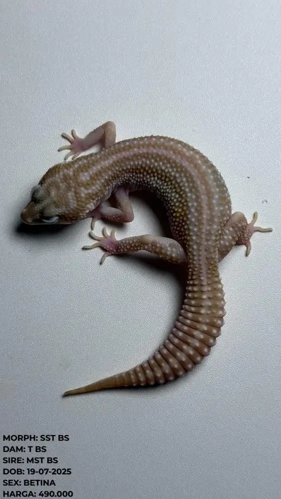 GECKO SST BS BETINA