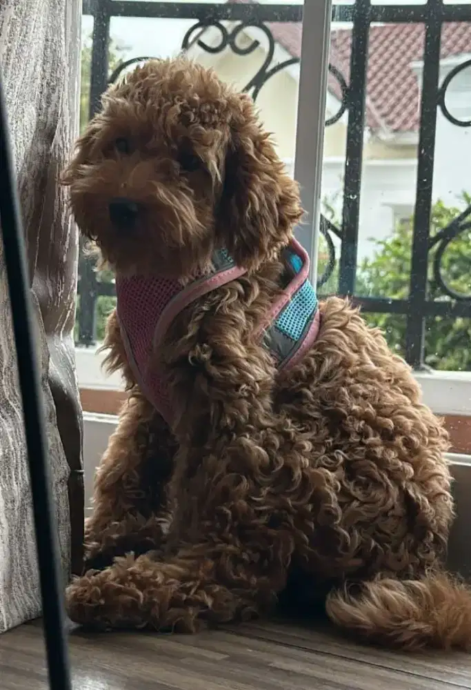 ANJING REDTOY POODLE BETINA