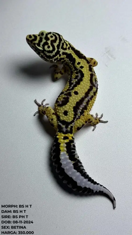 GECKO BS PH TREMPER BETINA