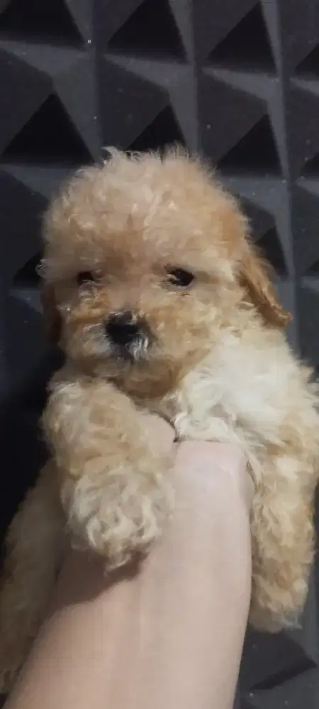 Puppy Toy Poddle