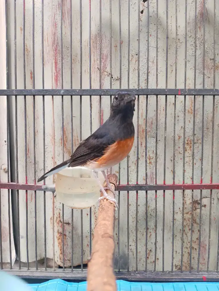 Murai Batu Betina Mapan Perawan Siap Ternak