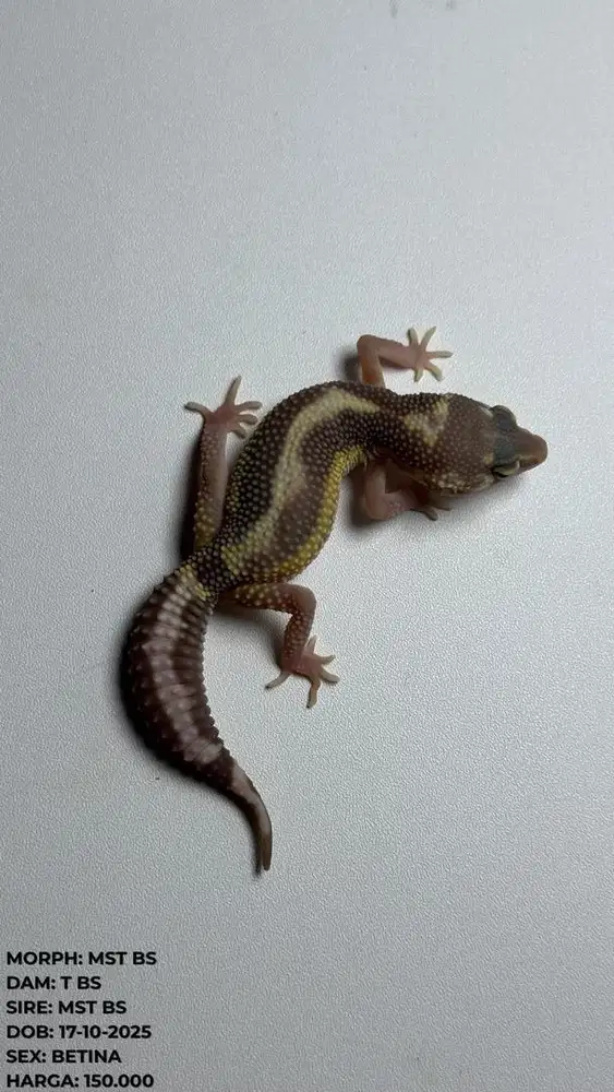 GECKO TREMPER BOLD STRIPE BETINA