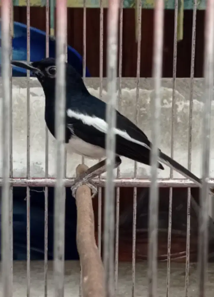 Kacer dada putih gacor