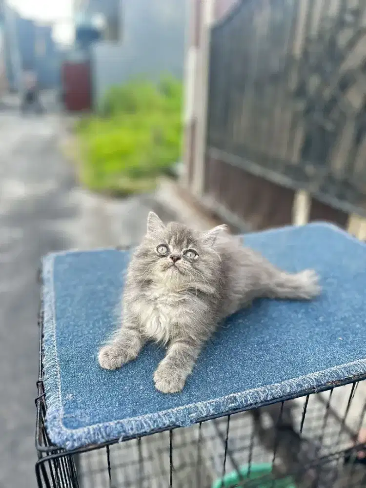 PERSIA BETINA 2.5BULAN