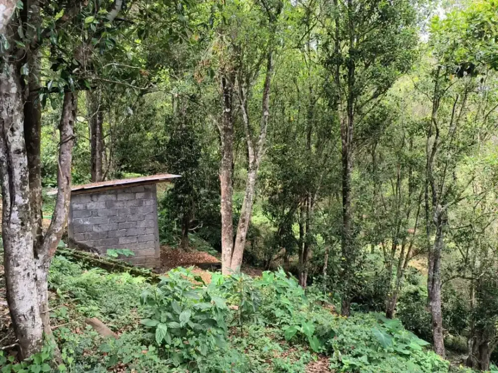 DIJUAL 1 BIDANG TANAH DENGAN TOTAL LUAS 1200 M2 - BULELENG