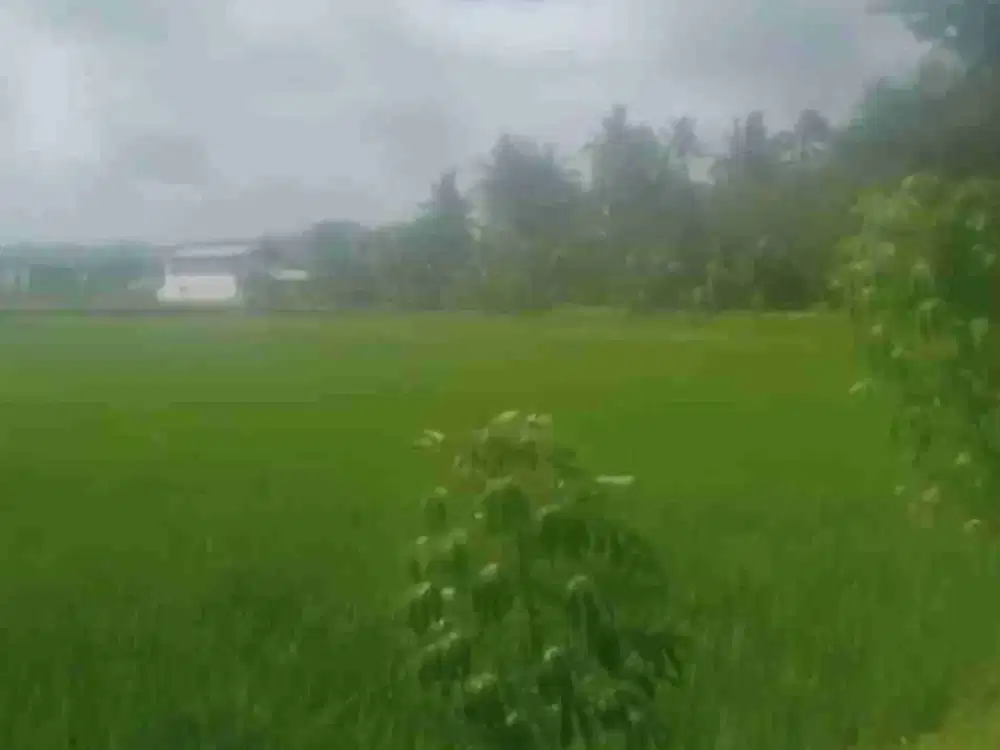 Tanah Murah View Sawah di Triharjo Wates Kulon Progo